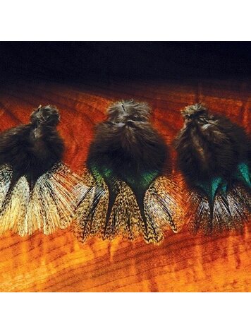 Hareline Coq De Leon