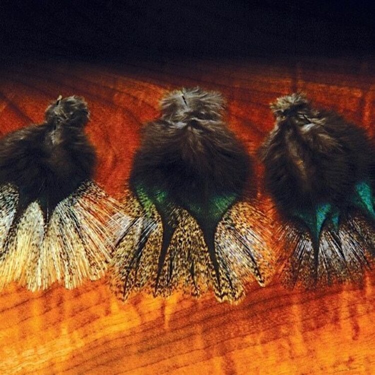 Hareline Coq De Leon