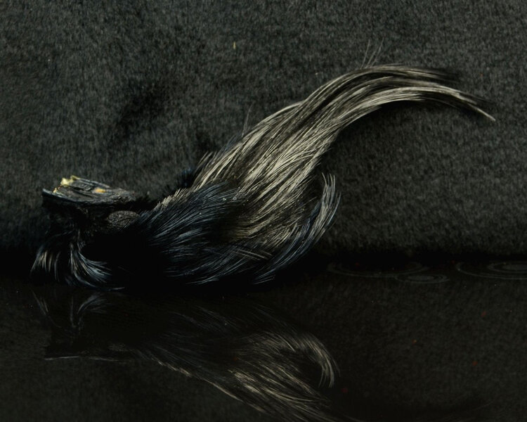 Nature's Spirit Golden Pheasant Head Natural