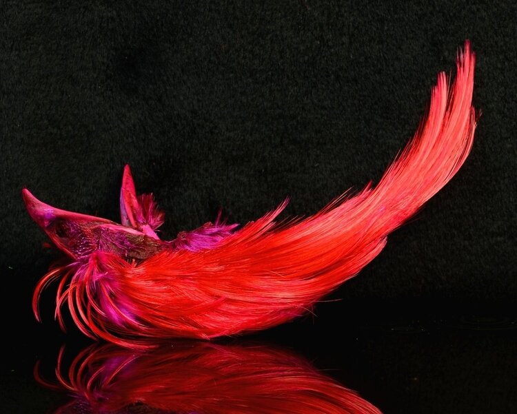 Nature's Spirit Golden Pheasant Head Natural