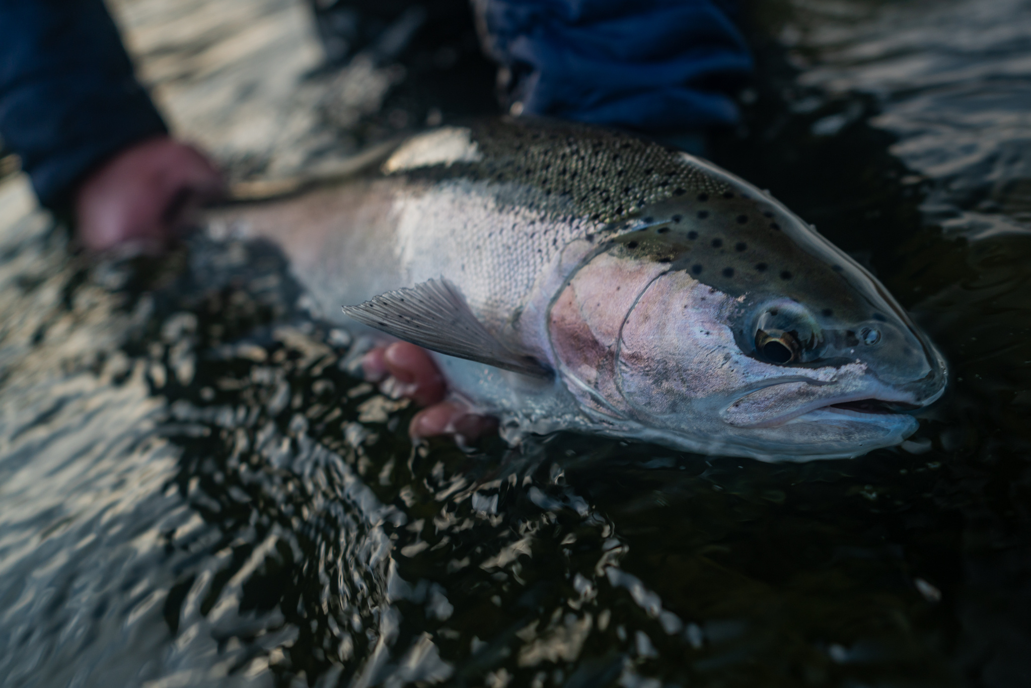 One fish makes a long drive worth the effort.