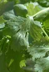 Cilantro and Roasted Onion Olive Oil