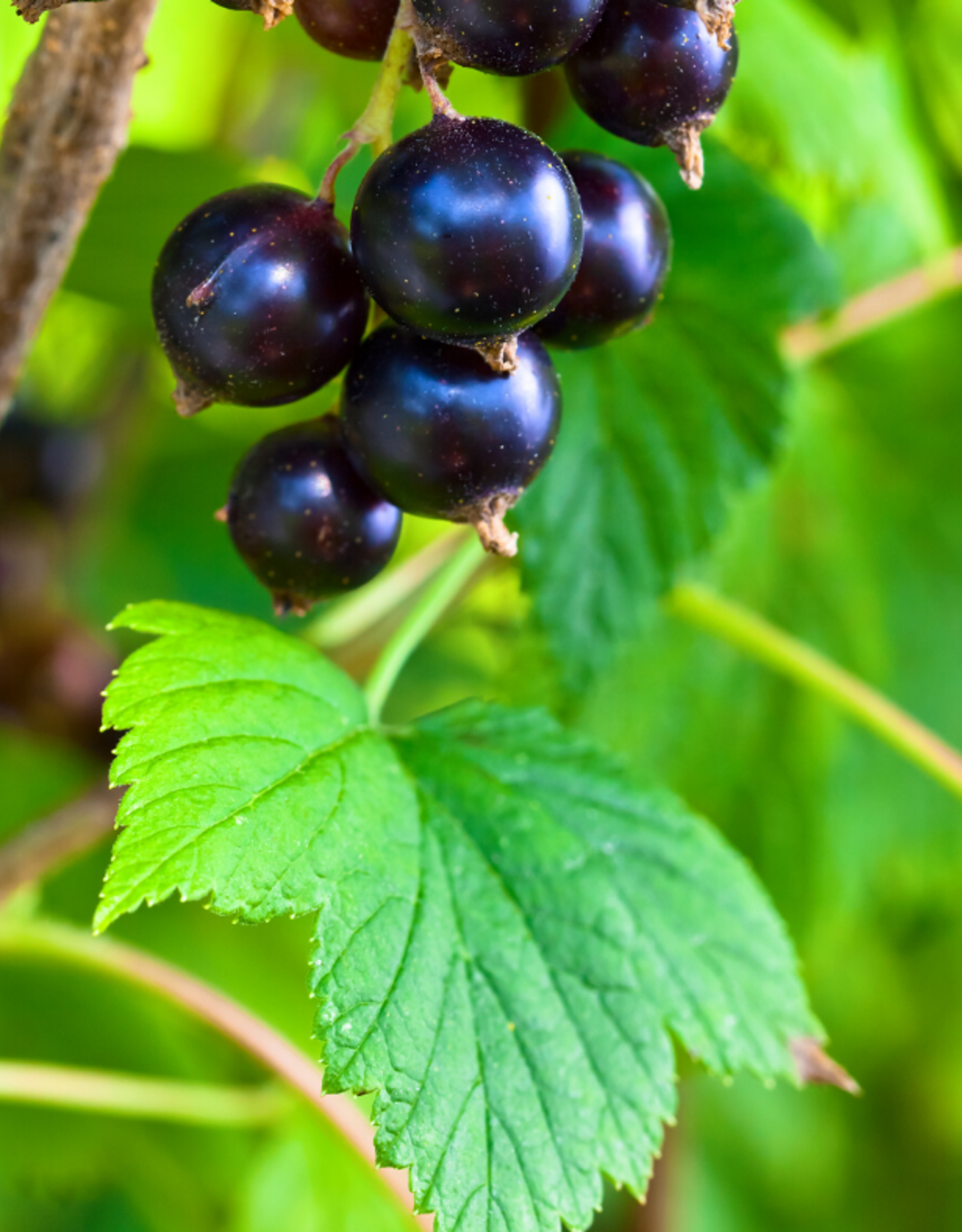 Black Currant Dark Balsamic Condimento