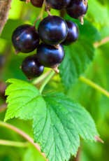 Black Currant Dark Balsamic Condimento