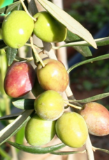 Frantoio EVOO - IOO995 (Medium)