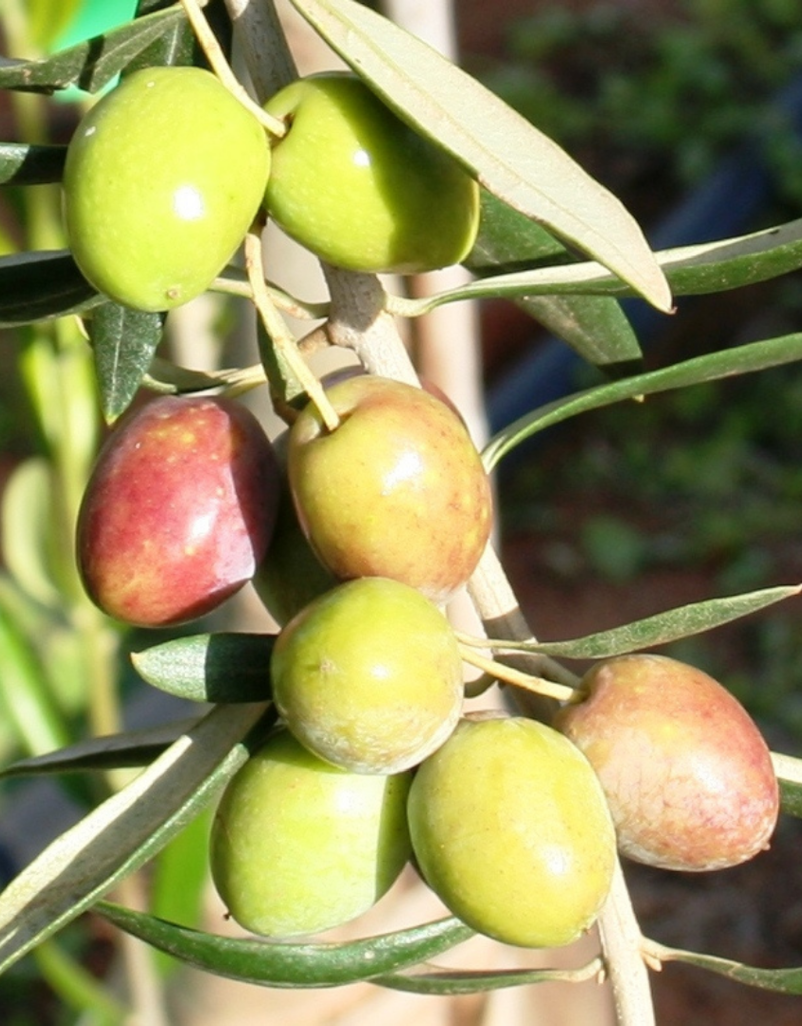 Frantoio EVOO - IOO995 (Medium)