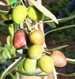 Frantoio EVOO - IOO995 (Medium)