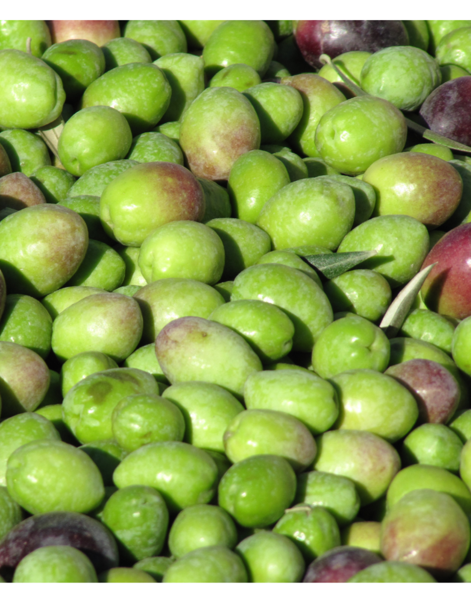 Coratina EVOO - IOO581 (Robust)