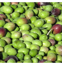 Coratina EVOO - IOO581 (Robust)