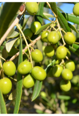 Arbequina EVOO - IOO964 (Mild/Medium)