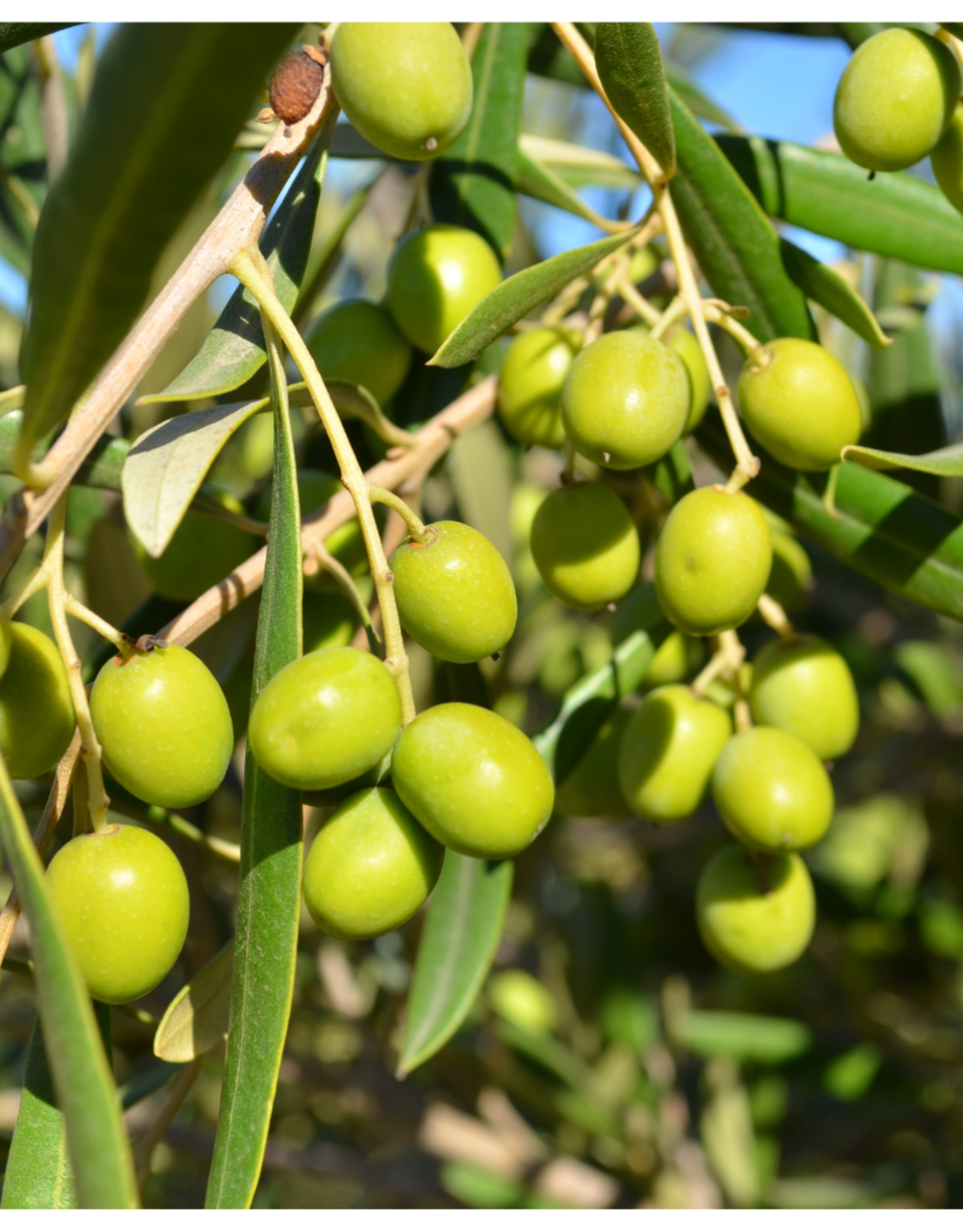 Arbequina EVOO - IOO964 (Mild/Medium)