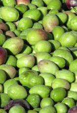 Barnea EVOO - IOO355 (Robust)