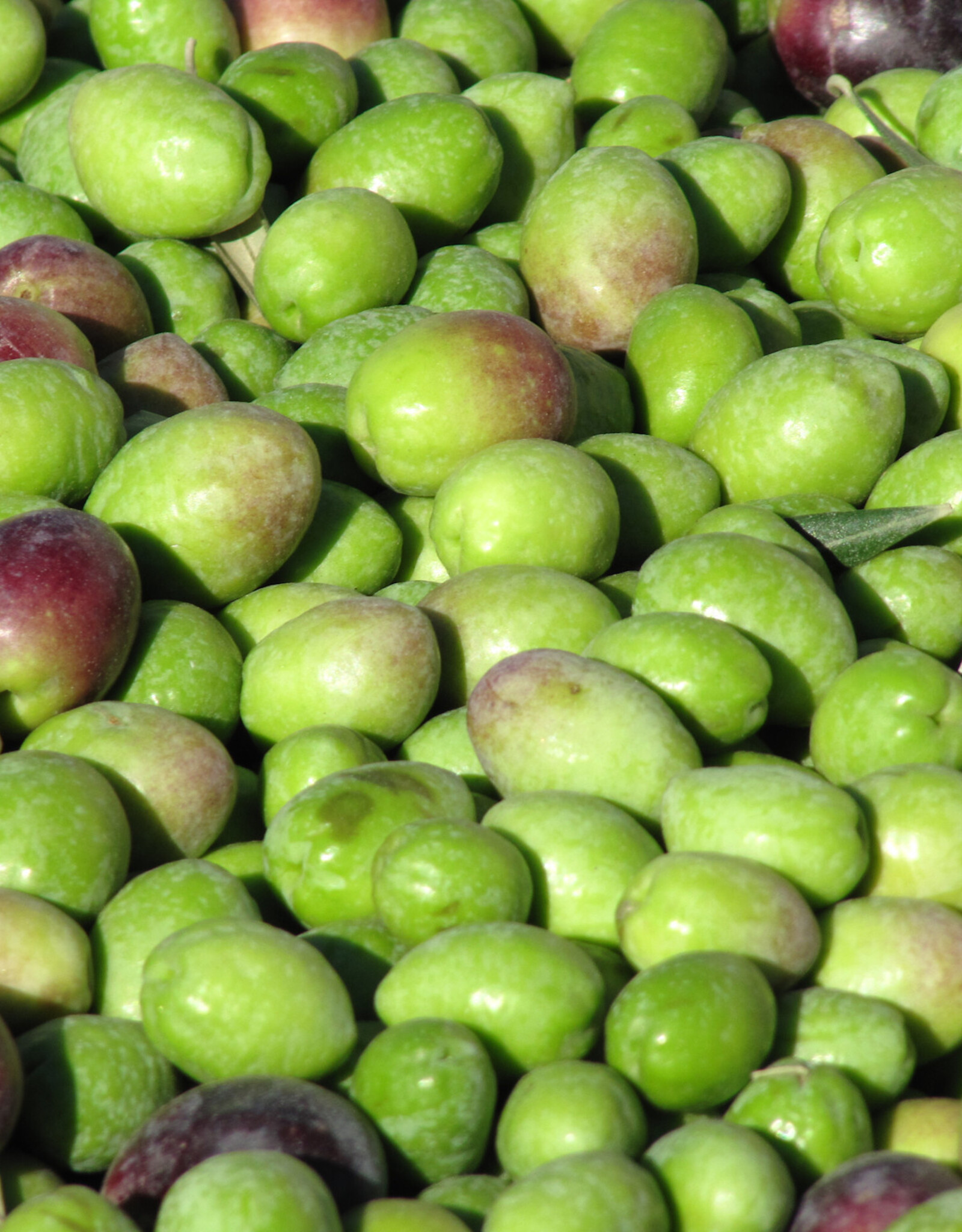 Barnea EVOO - IOO355 (Robust)