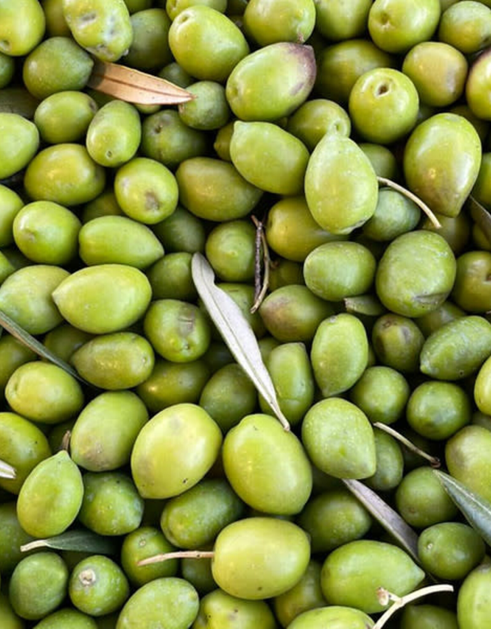 Picual EVOO - IOO963 (Medium-Robust)