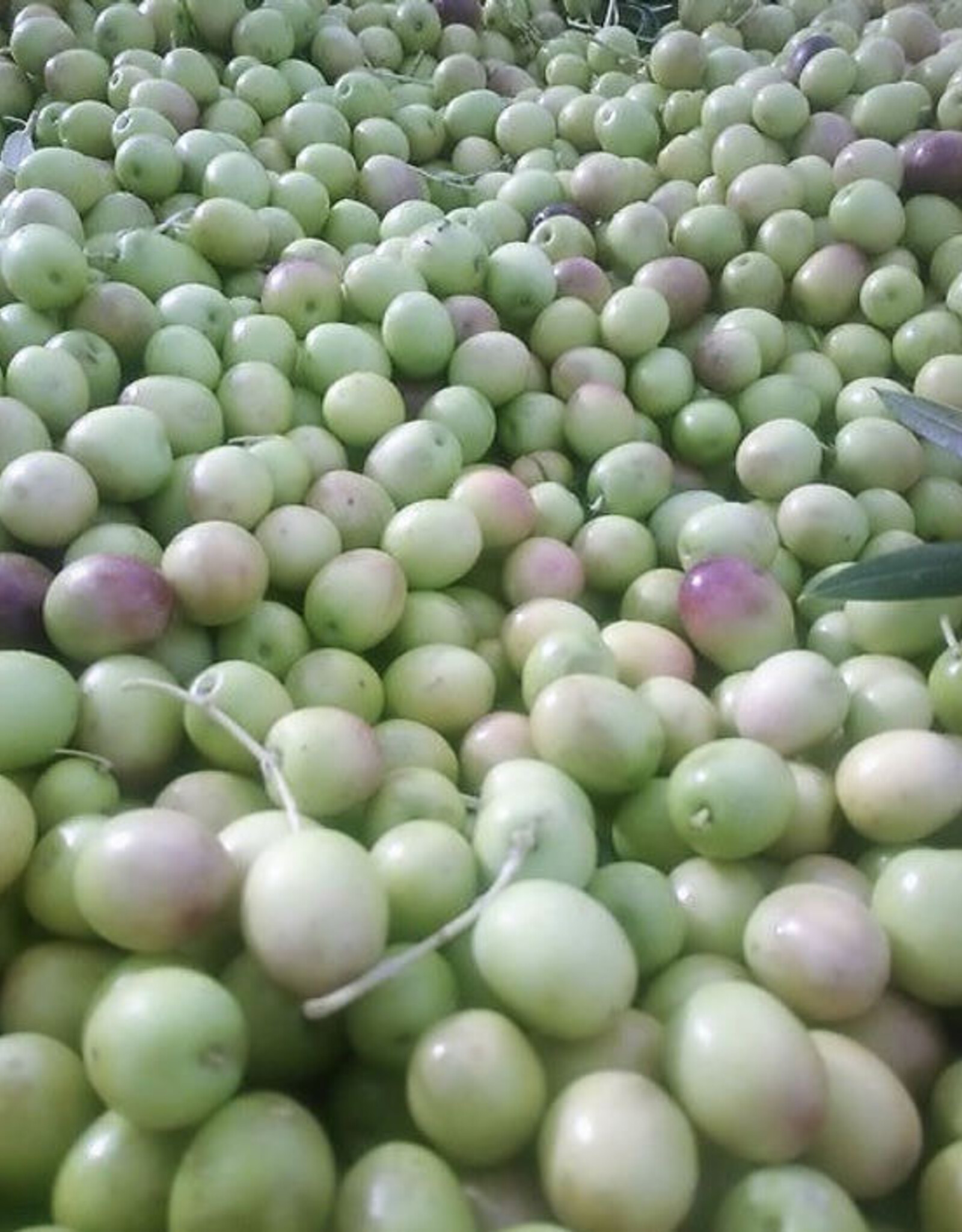Arbosana EVOO - IOO303 (Mild)
