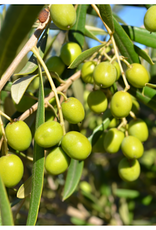 Arbequina EVOO (Medium) IOO552