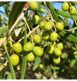 Arbequina EVOO (Medium) IOO552