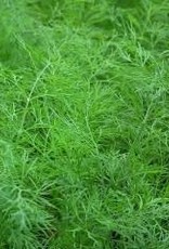 Wild Fernleaf Dill Olive Oil