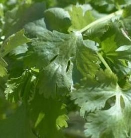 Cilantro and Roasted Onion Olive Oil