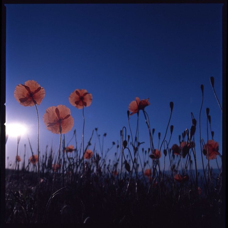 Kodak KODAK PROFESSIONAL EKTACHROME E100 Film / 120 SINGLE ROLL