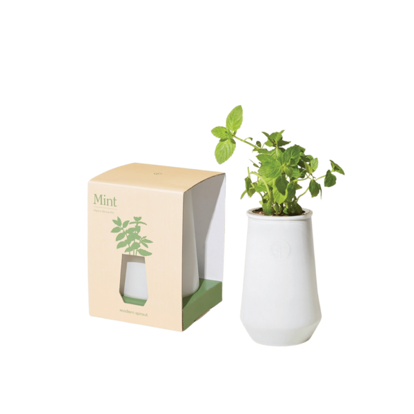 Modern Sprout White Tapered Tumbler - Mint