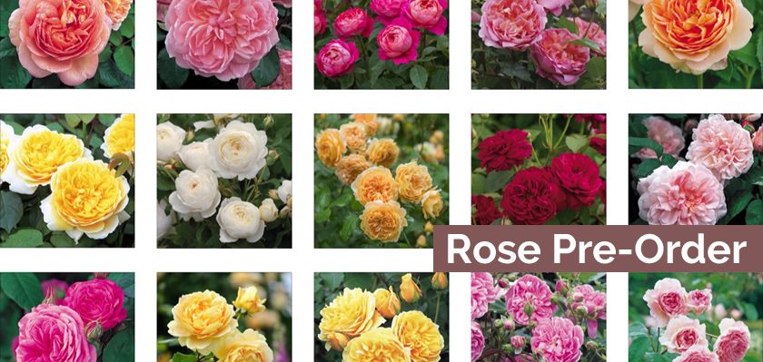 2019 Rose Pre-Order