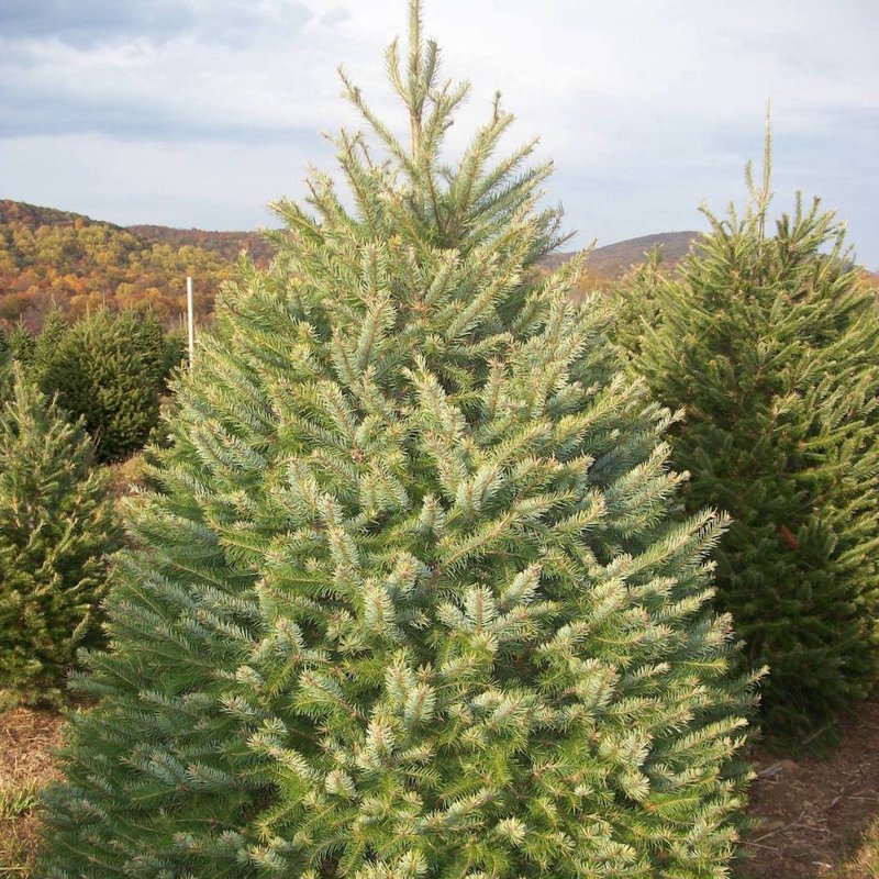 Douglas Fir - Cornell Farm Douglas Fir Fresh Cut Christmas Tree - Douglas Fir - Cornell Farm