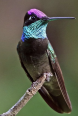 Ancient Arts Socknado, Rivoli's Hummingbird (COTM (6/25)