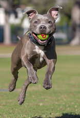 InstaPets OU InstaPets 3pk Tennis Balls Dog Toys