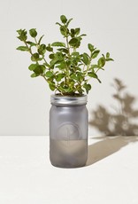 Modern Sprout Garden Jars