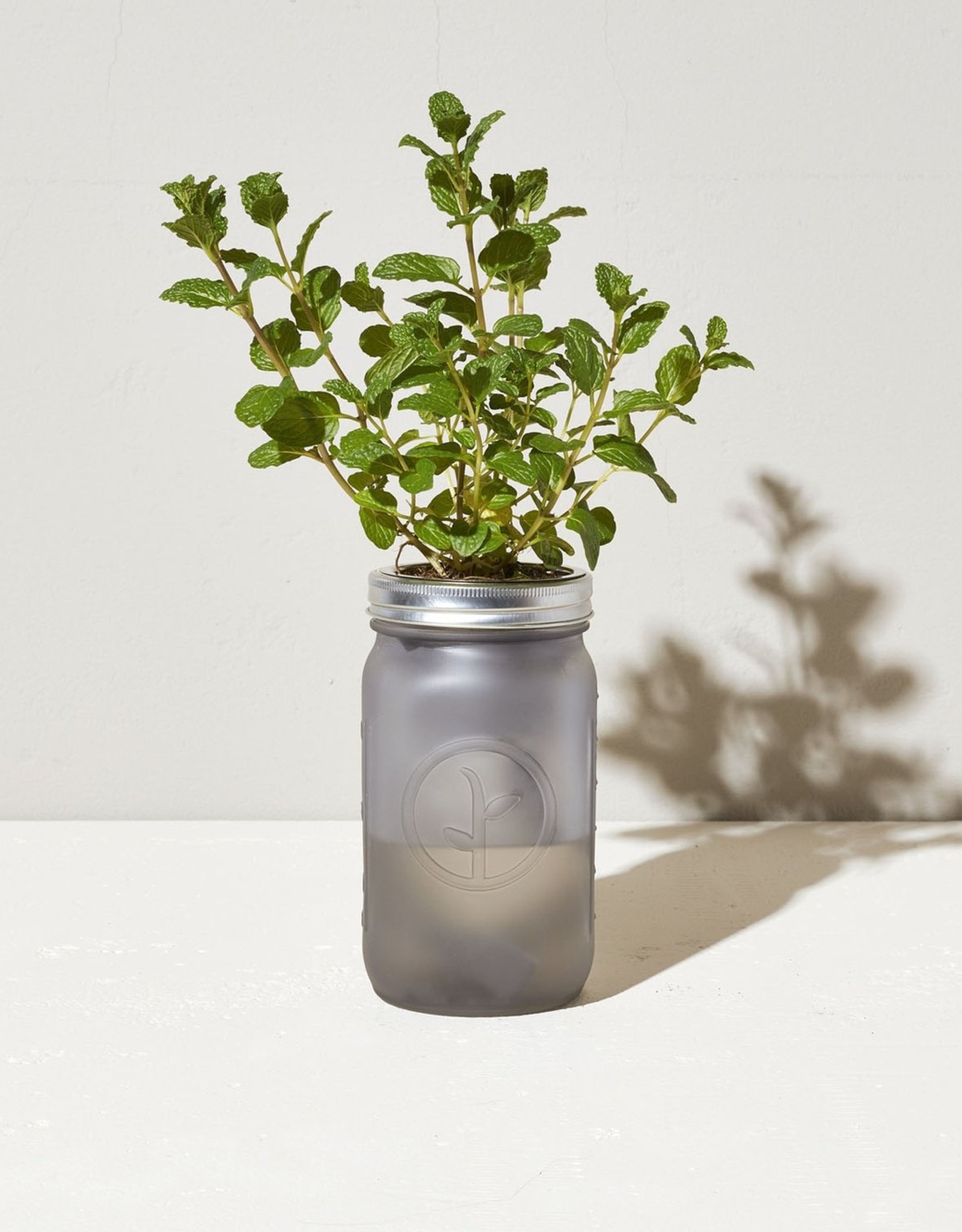 Modern Sprout Garden Jars