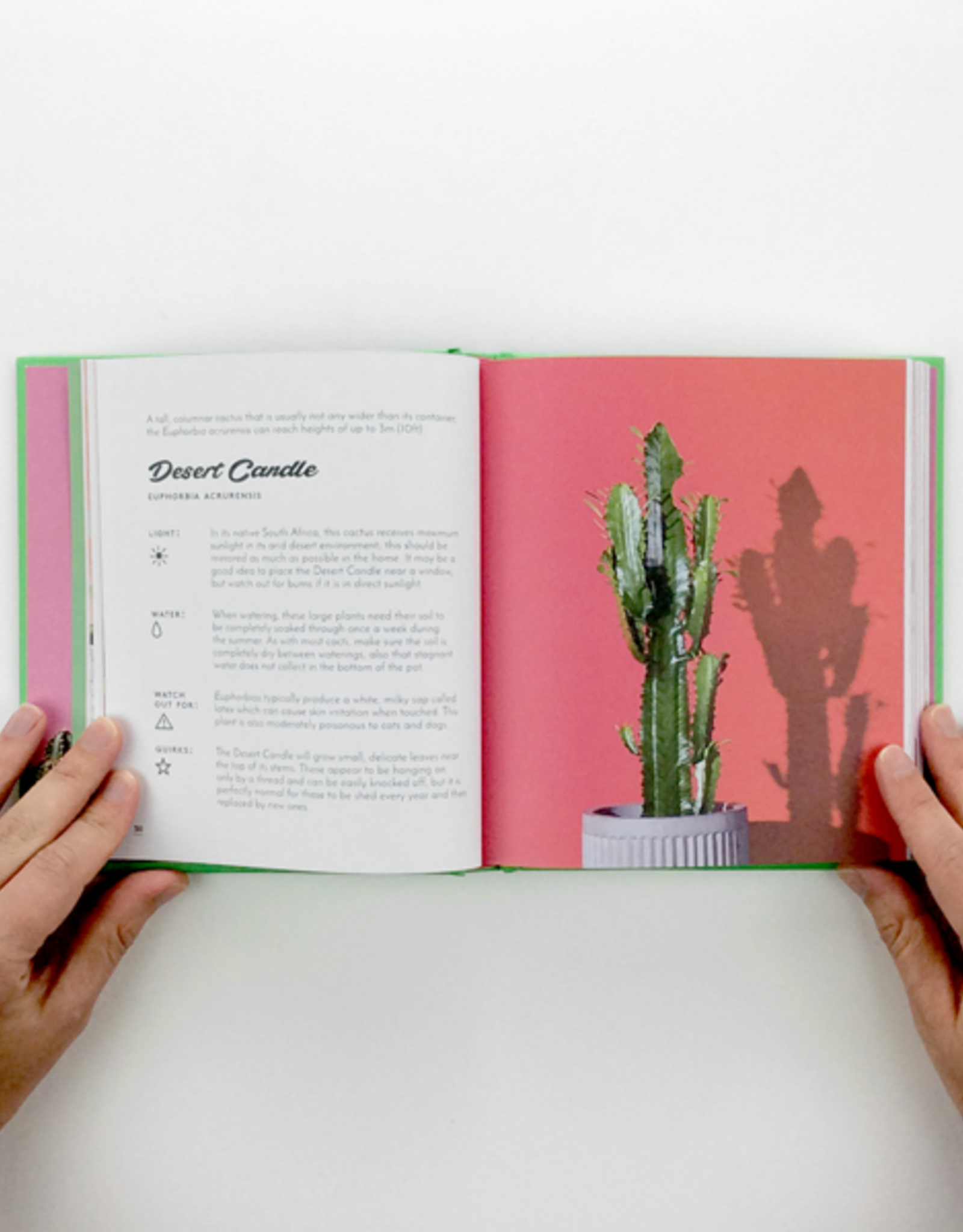 Chronicle Books The Little Book of Cacti