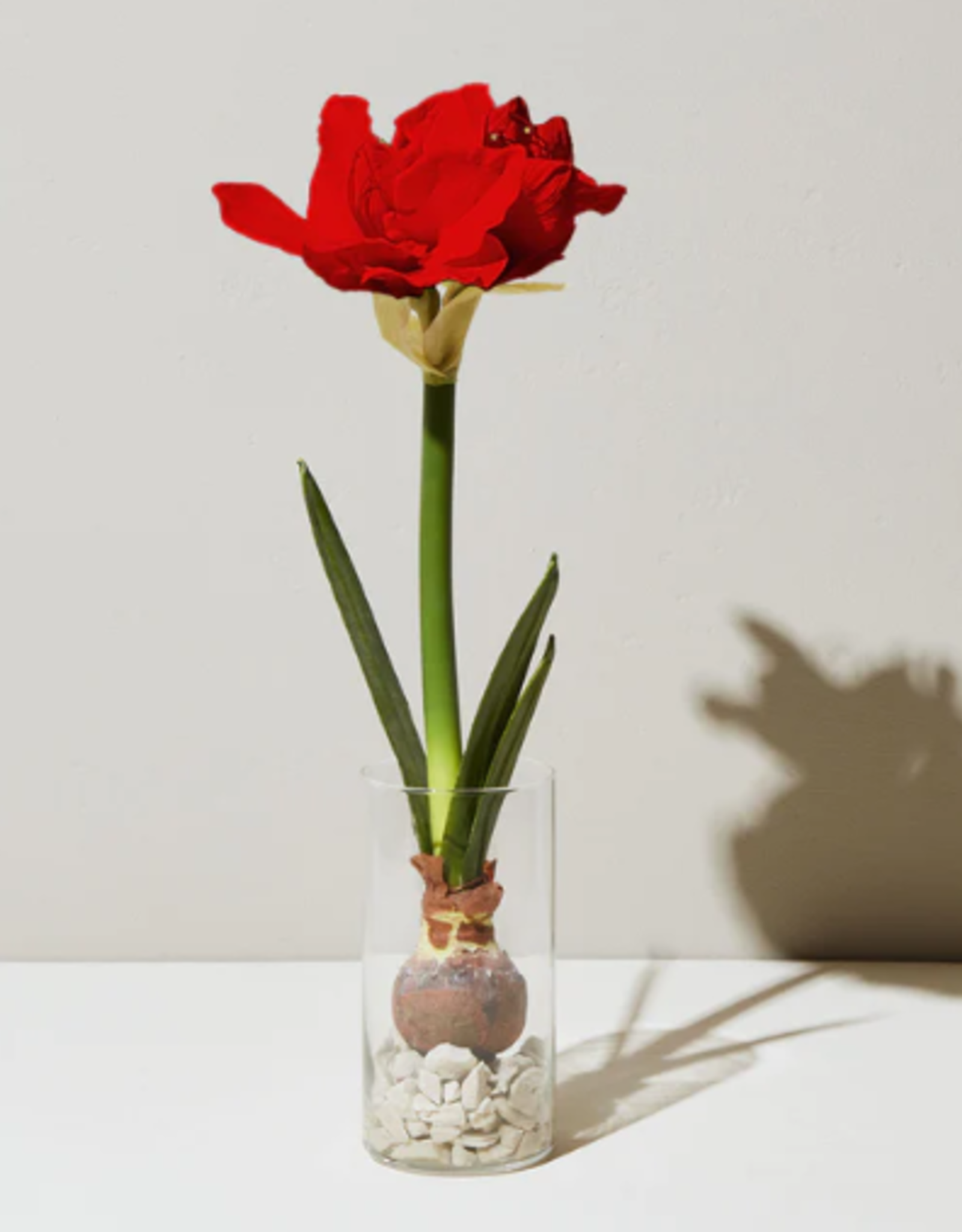 Modern Sprout Winter Bulb Kit - Red Amaryllis