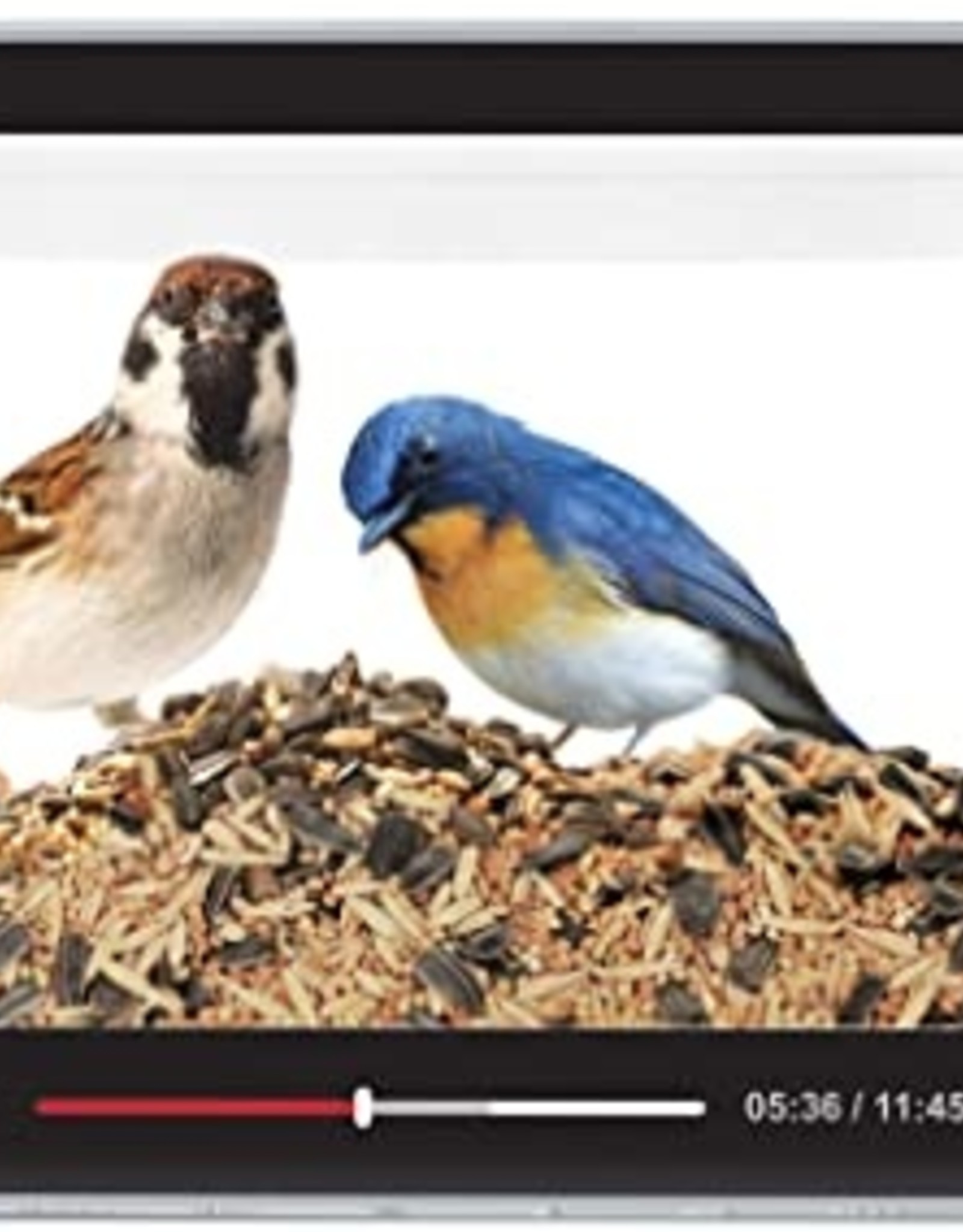 Fred and Friends Fred Howligans - Bird Feeder - Live Feed L