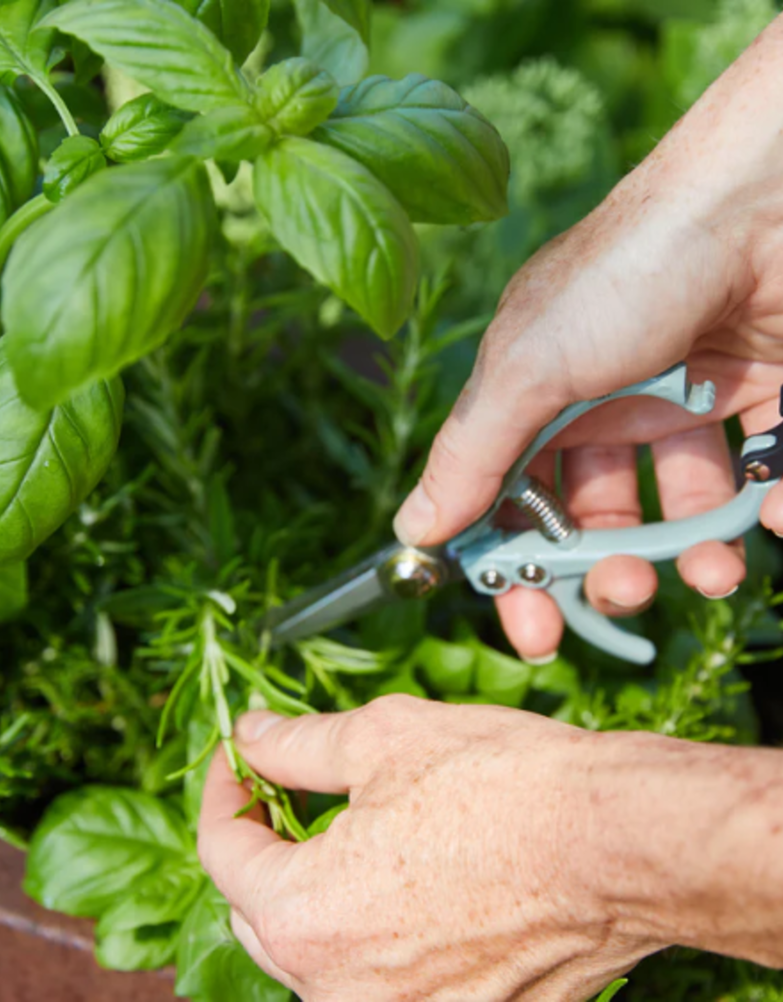 Modern Sprout Tool: Garden Shears