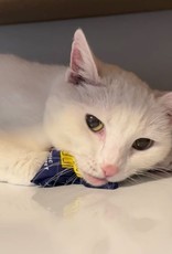Blue Q Pet- Catnip Toy: Magic Carpet Ride Catnip Toy