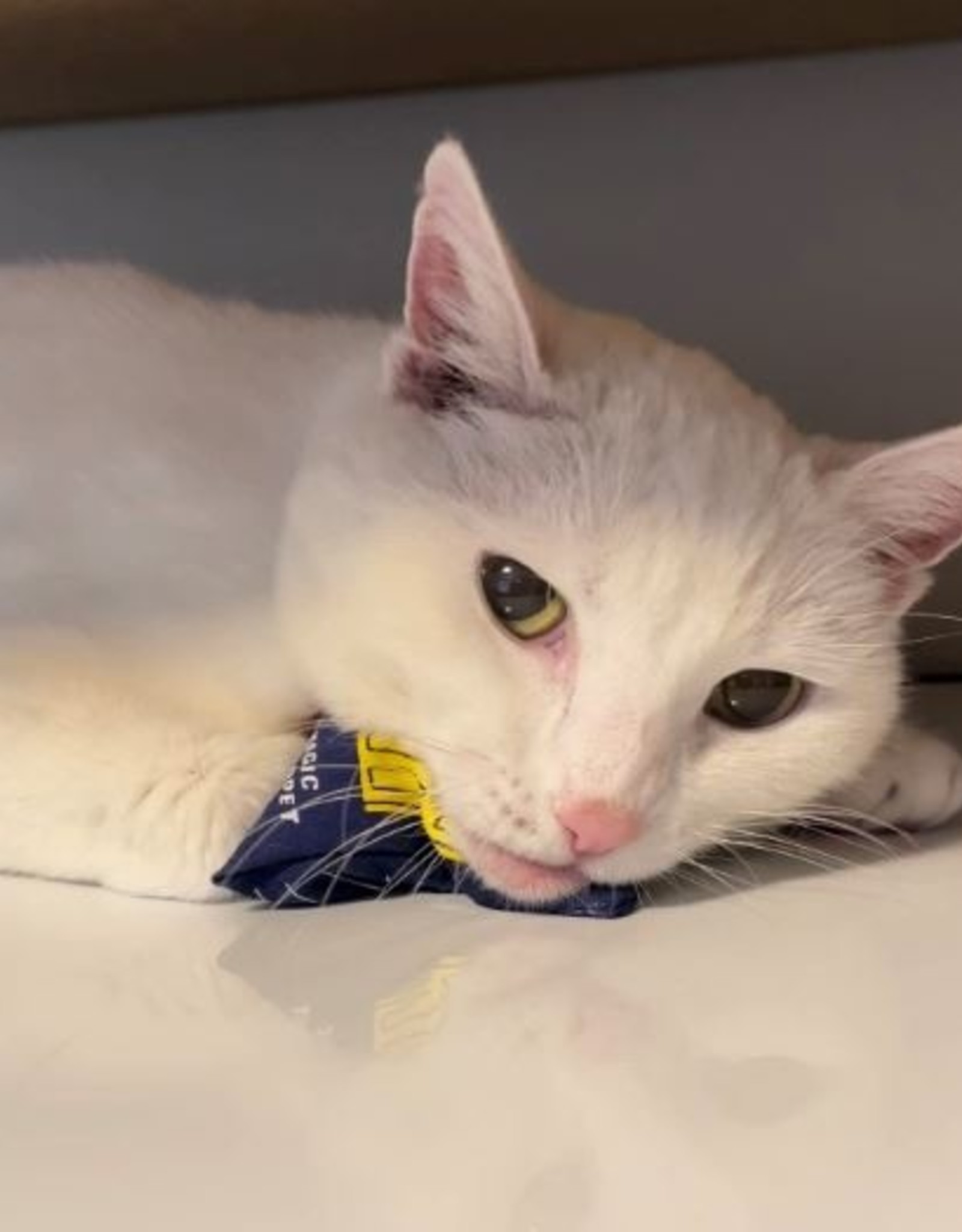 Blue Q Pet- Catnip Toy: Magic Carpet Ride Catnip Toy