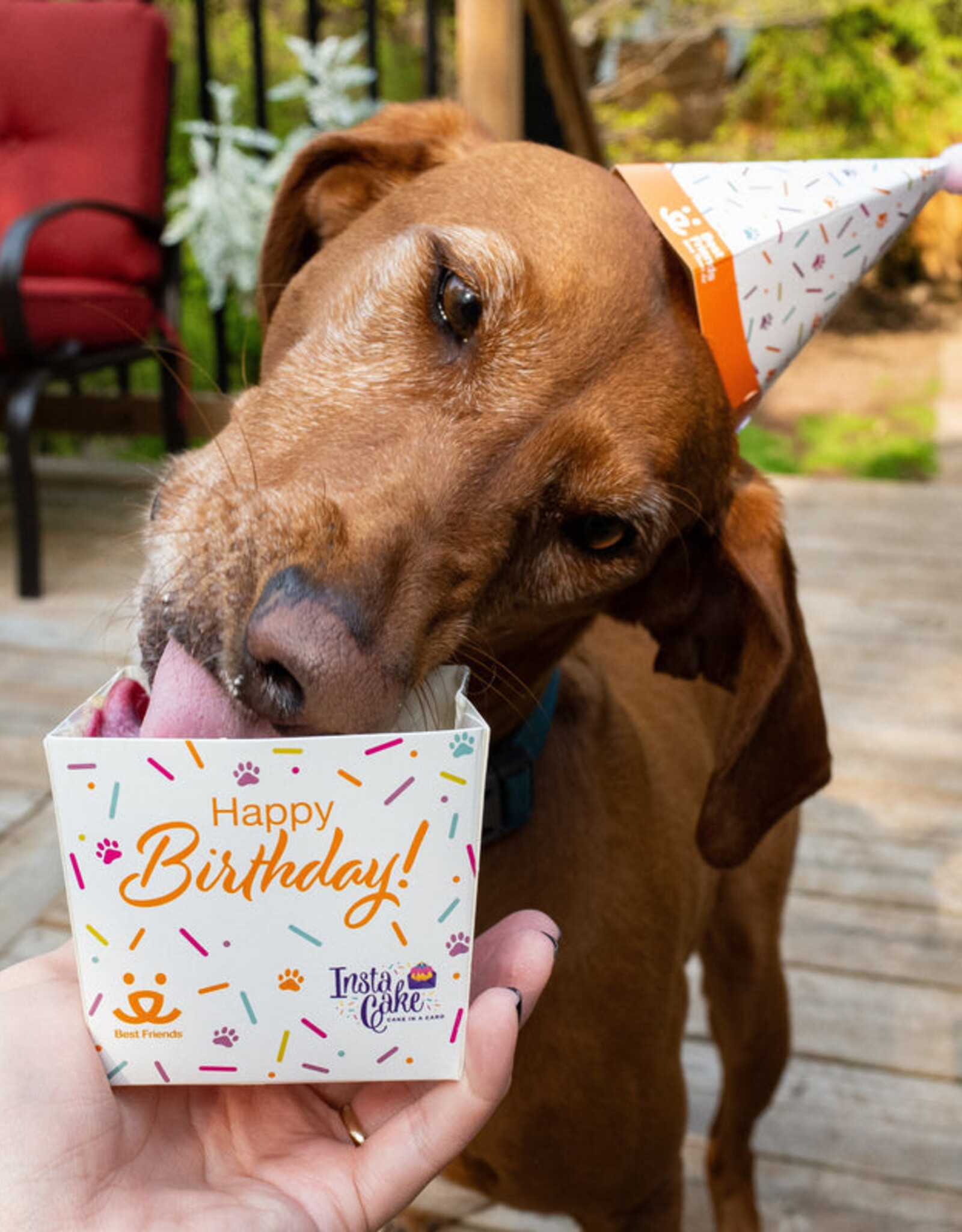 InstaCake Pet Cake Celebration Kit