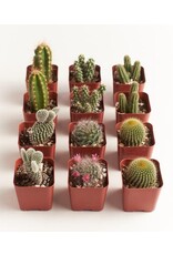 12-cacti