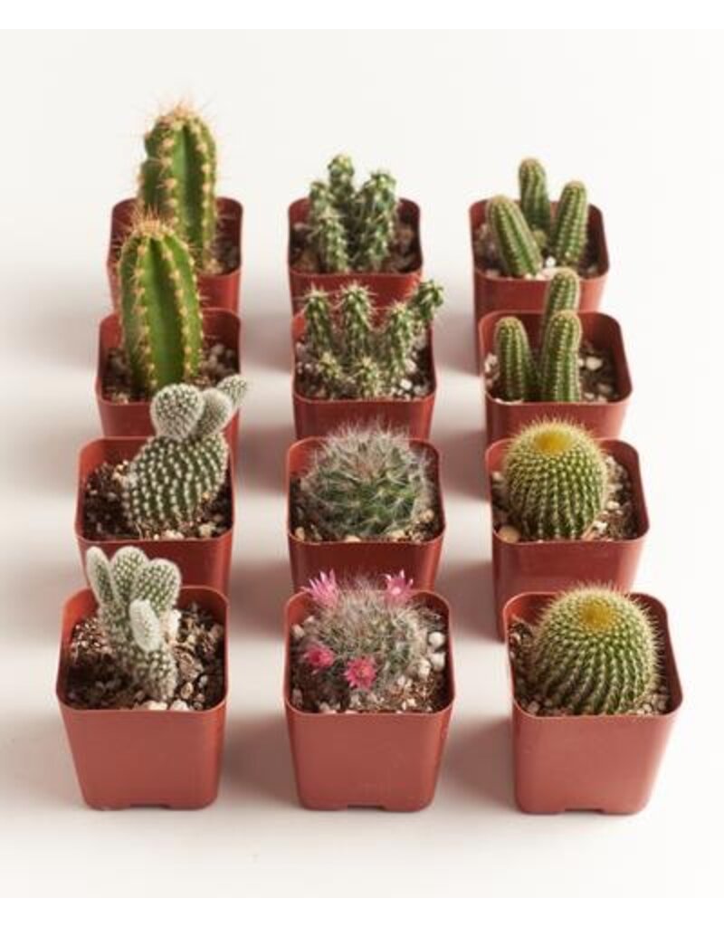 12-cacti