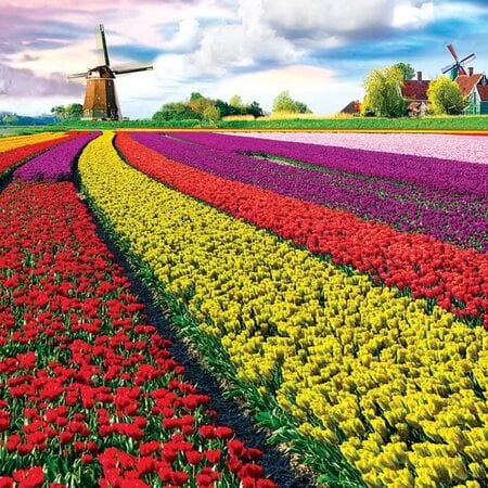 Puzzle Holland Tulip Fields 1000 Pcs