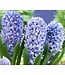 Hyacinthus Delft Blue | Une magnifique floraison bleue