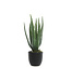 Aloe artificielle en pot - 13,5"