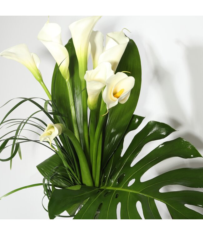 Lys de callas -  AF-07