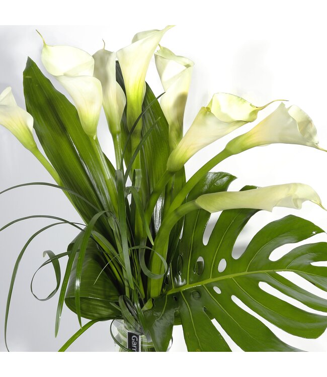 Lys de callas -  AF-07