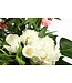 Touche de Printemps