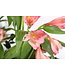 Touche de Printemps