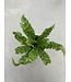 Asplenium nidus 6 po