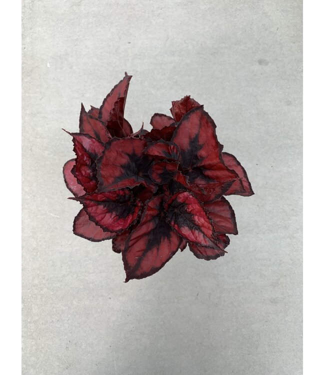 Begonia rex 'Red Kiss' 5 po