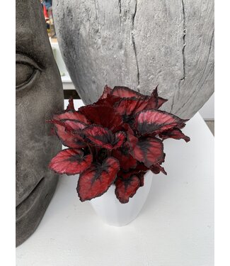 Begonia rex 'Red Kiss' 5 po